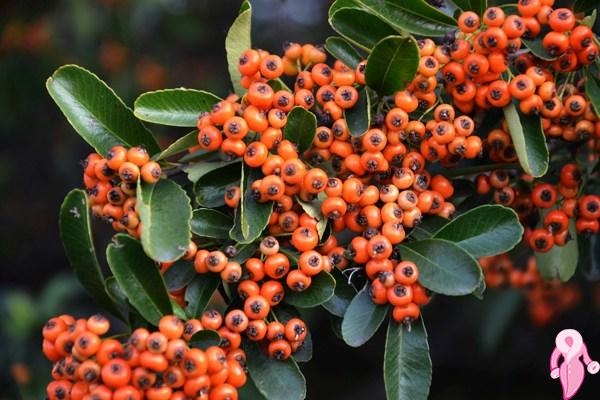 What Are the Benefits of Hawthorn What Is It Good For