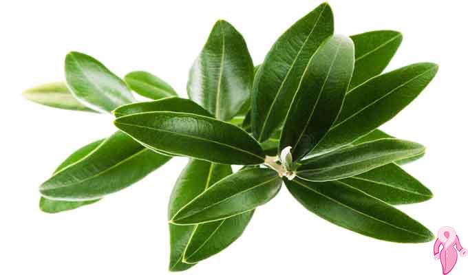 Does Olive Leaf Weakness Does It Lose Weight