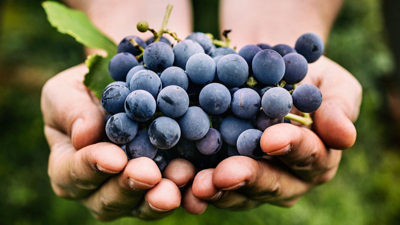 Lose 3 Kilos in 3 Days with Grape Diet List