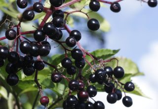 What Are the Benefits of Elderberry?  How Is Syrup Made?
