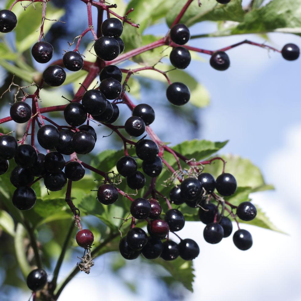 What Are the Benefits of Elderberry How Is Syrup Made