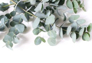 What Are the Benefits of Eucalyptus Oil?  What Is It Good For?  How to use?