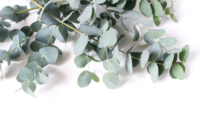What Are the Benefits of Eucalyptus Oil What Is It Good For How to use