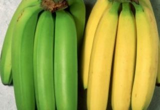 What Are the Positive Effects of Green Banana on Health?